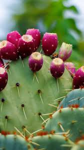 Pink Spineless Opuntia Seeds for Planting  Unique Cactus Variety