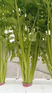 Green Apium Graveolens Planting Seeds for Home Gardening