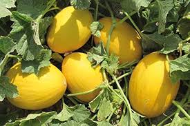 Yellow Spaghetti Vegetable Seeds Planting