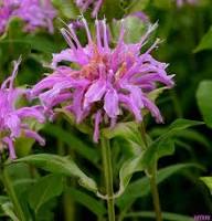 Lemon Bergamot Herb Seeds for Easy Planting