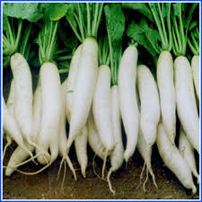 Radish Vegetable Seeds for Easy Planting