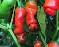 Hot Peter Pepper Vegetable Seeds for Garden Planting