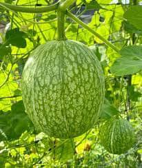 Chilacayote Fig Leaf Gourd Seeds for Easy Planting