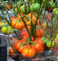 Orange Turkish Vegetable Seeds for Planting