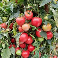Red Mortgage Vegetable Planting Seeds - Premium Quality for Your Garden