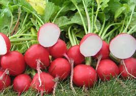 Cherry Belle Radish Planting Seeds