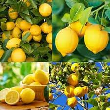 Yellow Citron Citrus Seeds for Easy Planting