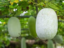 Wax Gourd Planting Seeds  Ideal for Your Vegetable Garden