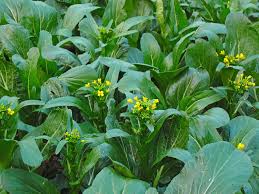 Green Yu Choy Sum Seeds for Planting - Premium Vegetable Seeds