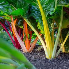 Mixed Swiss Vegetable Seeds for Your Garden