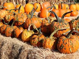 Orange Knucklehead Pumpkin Seeds for Planting
