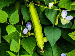 Winged Bean Planting Vegetable Seeds  Seed for High-Yielding