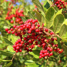 Terebinthifolius Seeds for Planting | Mixed Varieties