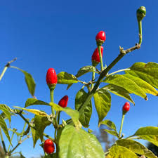 Pequin Vegetable Planting Seeds