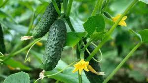 Cucumber Gherkin Seeds for Easy Planting