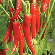 Salkim Biber Chile Pepper Planting Seeds