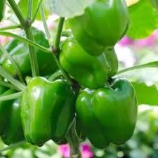 Green Crispum Vegetable Seeds for Planting  Fresh Leafy Greens