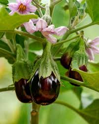 Brinjal Vegetable Seeds for Planting