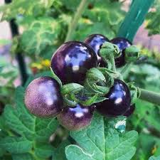 Blue Tomato Vegetable Seeds for Garden Planting