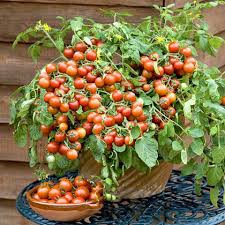Red Tumbler Tomato Seeds for Planting