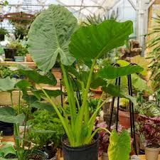 Alocasia Macrorrhiza Flower seeds for Planting - Bright Blooms, Heirloom & GMO Free Seeds for Home Garden