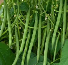 Green Pole Bean Seeds for Planting  Vegetable Garden Essentials