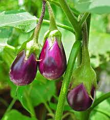 Brinjal Vegetable Seeds for Planting