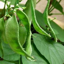 Hyacinth Bean Vegetable Seeds for Planting