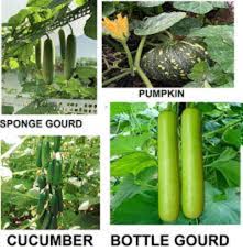 Benincasa Vegetable Seeds Planting Guide: Year-Round Growing Made Easy