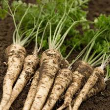 Hamburg Parsley Vegetable Seeds for Easy Planting
