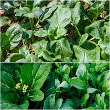Yu Choy Vegetable Planting Seeds