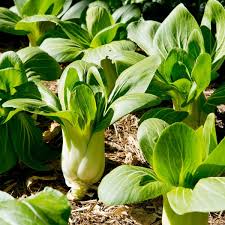 Green Shanghai Vegetable Seeds for Planting