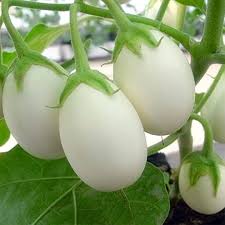 White Eggplant Seeds for Vegetable Planting