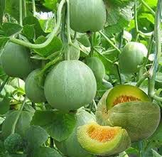 Green Cucumeropsis Seeds for Planting - High-Quality Vegetable Seeds
