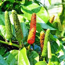 Long Pepper Seeds for Planting - Piper Longum Vegetable Seeds