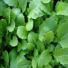 Green Turnip Seeds for Planting