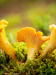 Girolle Mushroom Seeds for Planting  Premium Vegetable Seeds