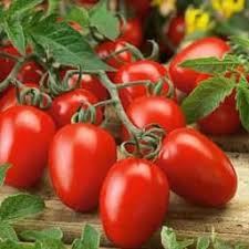 Grape Tomato Seeds - Delicious Vegetable Seeds for Your Garden