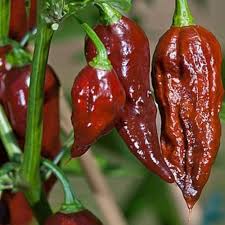 Bhut Jolokia Brown Seeds - Perfect for Planting Hot Peppers