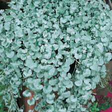 Silver Dichondra Flower seeds for Planting - Fragrant Blossoms, Heirloom & GMO Free Seeds for Home Garden