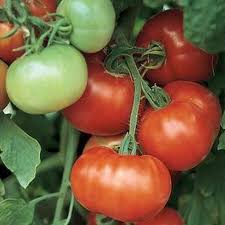 Tomato Super Fantastic Seeds for Garden Planting