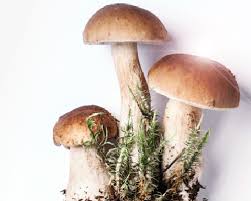 Brown Mushroom Seeds for Planting  Premium Vegetable Seeds