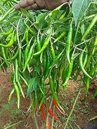 Green Pepper Vegetable Seeds for Easy Planting