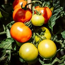 Yellow Red Tomato Vegetable Seeds for Gardening