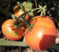 Rebel Yell Tomato Solanum lycopersicum Seeds for Planting in Vegetable Patch