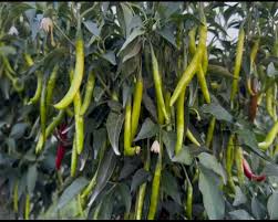 Light Green Pepper Seeds for Planting