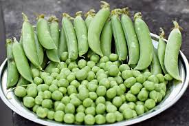 Sugar Ann Snap Pea Planting Seeds