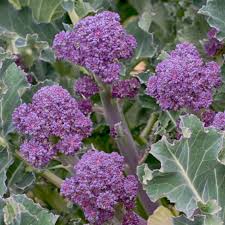 Purple Broccoli Seeds for Planting - Vibrant, Nutritious Vegetable