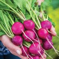 Seventop Turnip Planting Seeds - Seed for Abundant Harvest and Fast-Growing Vegetables, Ideal for Home Gardens and Farms