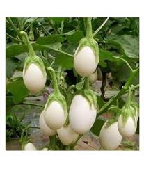 Green White Eggplant Seeds for Vegetable Planting